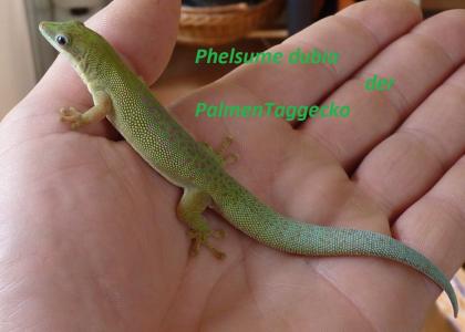 Palmentaggecko Phelsume dubia 