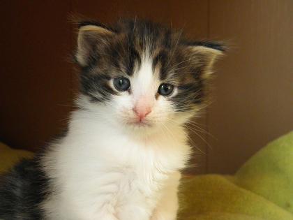 Norwegische Waldkatzen Kitten im Wildlook