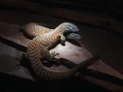 3 Stachelschwanzwarane Varanus acanthurus mit Terrarium abzugeben