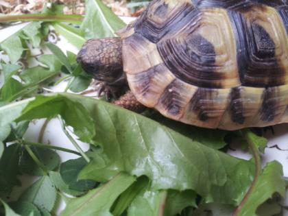 Griechische Landschildkröte