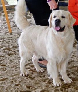 Charamter Golden Retriever Deckrüde, hat Termine frei