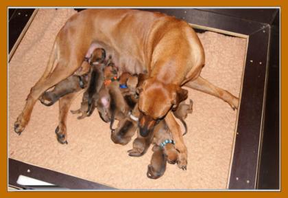 Rhodesian Ridgeback Hurra die Welpen sind da