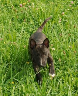 Wurfankündigung Miniaturbullterrier Pll frei