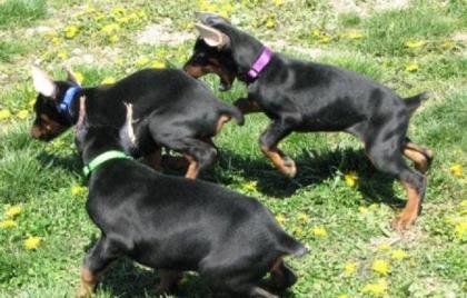 Schöne reinrassige Dobermannwelpen mit Papieren...