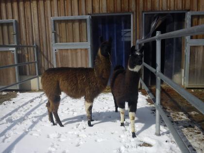 LAMAS aus Artgerechter Haltung