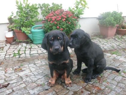 Labrador / Berner Sennen Mix Welpen