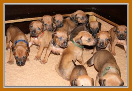 Rhodesian Ridgeback Welpen aus Familienaufzucht