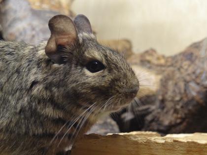 Handzahme Degus abzugeben