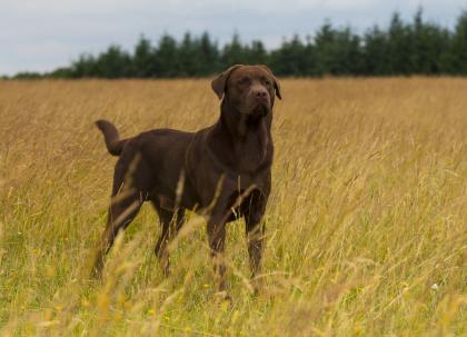 Labrador Deckrüde brauner Silberträger mit spitzen Charakter (EKU Papier)