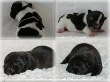 Französische Bulldoggen Welpen/Babys aus seriöser deutscher Zucht