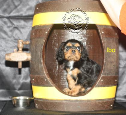 Gesunde Cavalier King Charles Spaniel