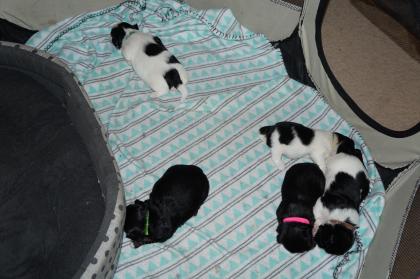 Shih Tzu Welpen