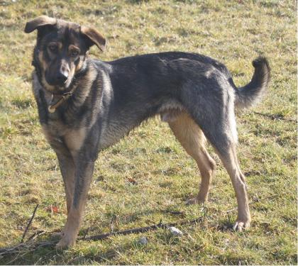 Schäferhundmischling entlaufen