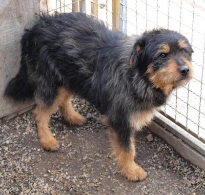 Dino lieber Hunde-Bub mit prächtigem Fell