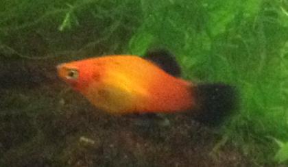 Platy Apple Tricolor