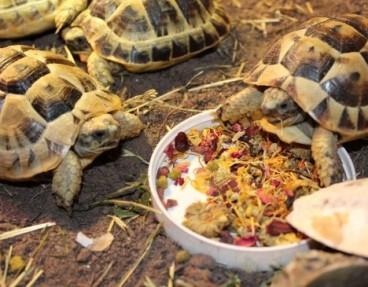 Mittelmeer Schildkröte. Maurische Land - Graeca Ibera