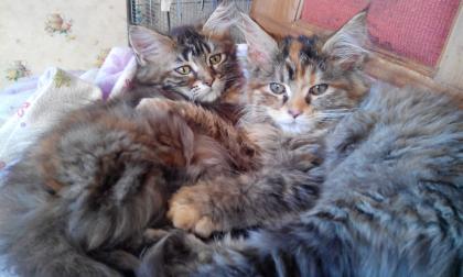 2 hübsche Maine Coon Katzen zu verkaufen