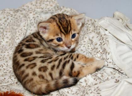 Bengal Kitten mit Stammbaum (Reserviert/vergeben)