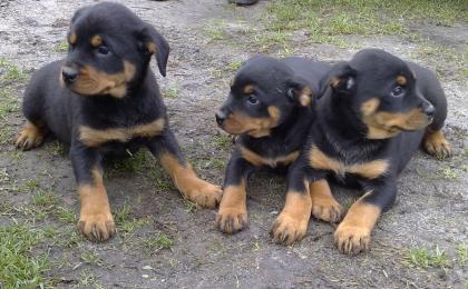 Rottweiler Welpen bereit für neue und schöne Häuser(xmas)