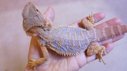 Bartagamen (Pogona Vitticeps): Jungtiere mit seltenem Blauanteil