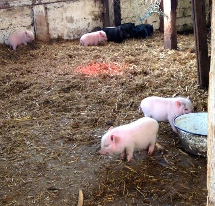 Minischweine Ferkel abzugeben