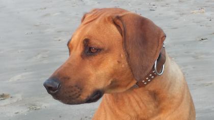 Rhodesian Ridgeback Wurfanzeige aus liebevoller Auslesezucht