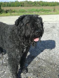 Bouvier des Flanders -DECKRÜDE-