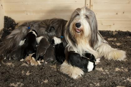 Es ist wieder soweit! +++BEARDED COLLIE WELPEN GEPLANT+++