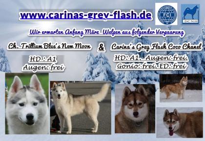  Wir erwarten im März reinrassige wunderschöne VDH/ FCI Siberian-Husky Welpen 