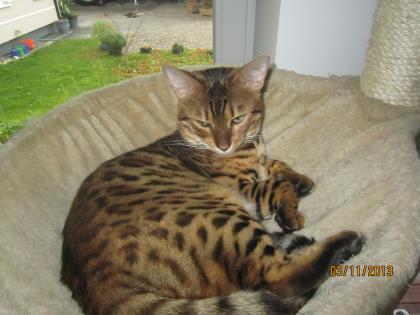 Fescher Bengal Deckkater