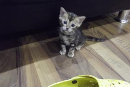 1 Bengal Kitten sucht liebes Zuhause.