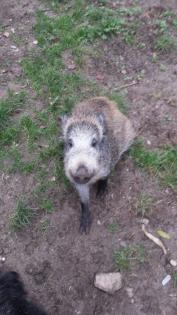 Wildschwein abzugeben