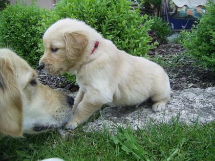 Wurfankündigung Sommer2021 wir planen einen neuen (letzten) Wurf Golden Retriev