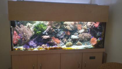 800 l Meerwasseraquarium 170 x 70 x 70 cm mit Giesemann Moonlight