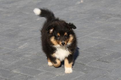 Sheltiewelpe in tricolour