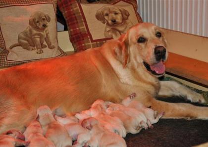 Golden retriever welpen zu verkaufen