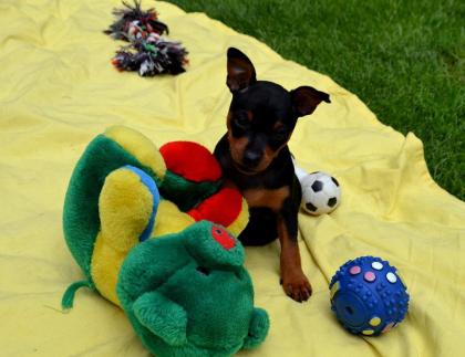 Zuckersüße Zwergpinscher Welpen aus vielverspr. Championverpaarung mit Papieren 