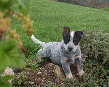 Australian Cattle Dog Welpen TOP