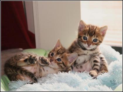  Bengalkatzen mit TICA Stammbaum