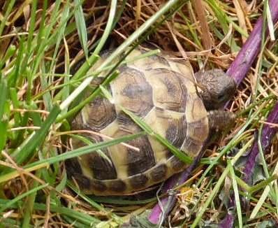 Griechische Landschildkröten 