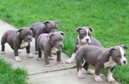 5 suesse Pittbull Welpen suchen ein Zuhause