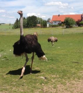 Vogelstrauß quartett, trio, alle Hennen legen Eier