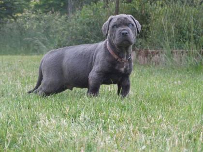 Cane Corso Welpen 