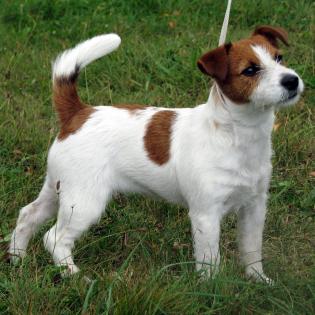 Reinrassige Jack Russel Welpe 10 wochen alt