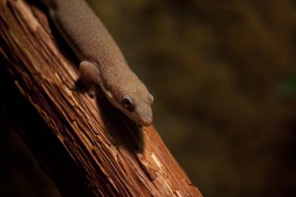 Taggeckos (Phelsuma Hielscheri) abzugeben