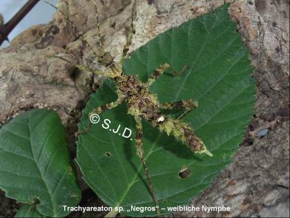 Nymphen von 11 Arten Phasmide - Stabschrecke - Dornschrecke