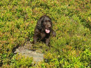 Braune und schwarze Flat Coated Retriever Welpen