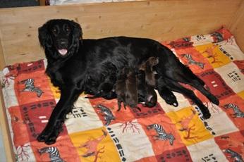 Flat Coated Retriever Welpen