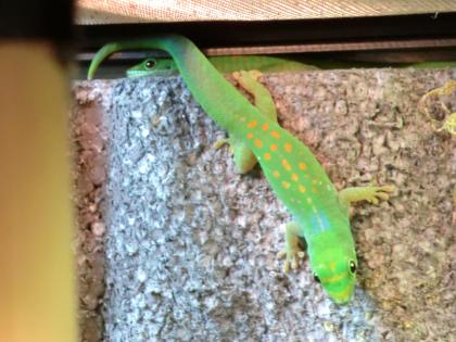 Geckos, Phelsuma Pasteuri