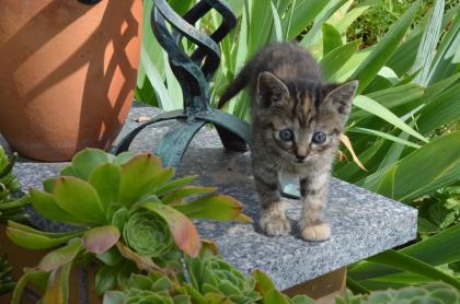 Katzenbaby